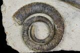 Two Devonian Ammonites (Anetoceras) With Cephalopod #154702-2